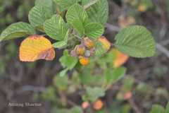 Rubus ellipticus